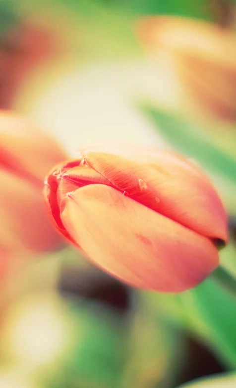 粉色郁金香特写手机壁纸