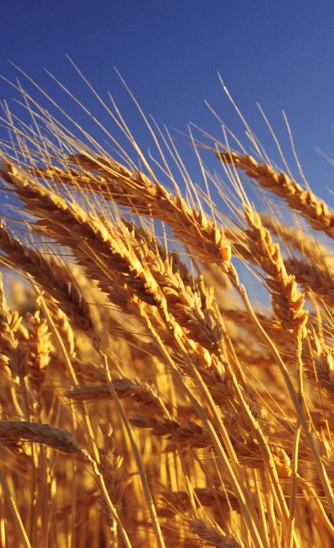 金灿灿的麦子特写手机桌面