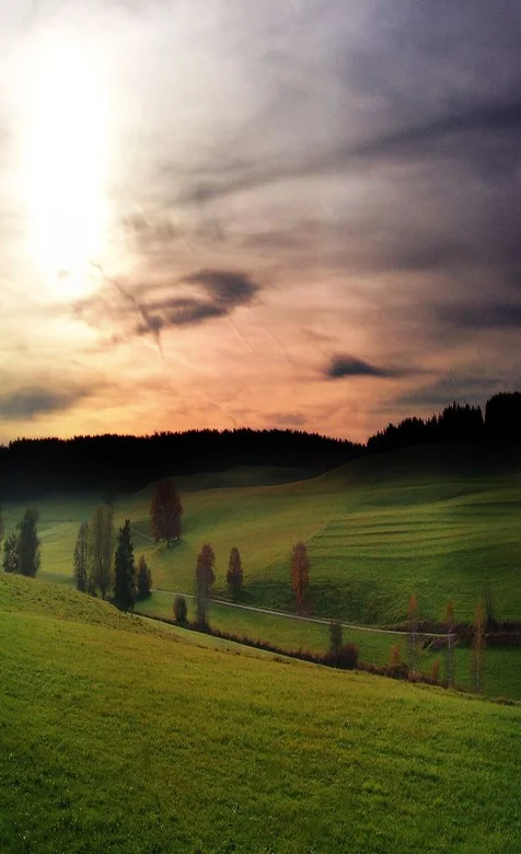 草地特写手机壁纸