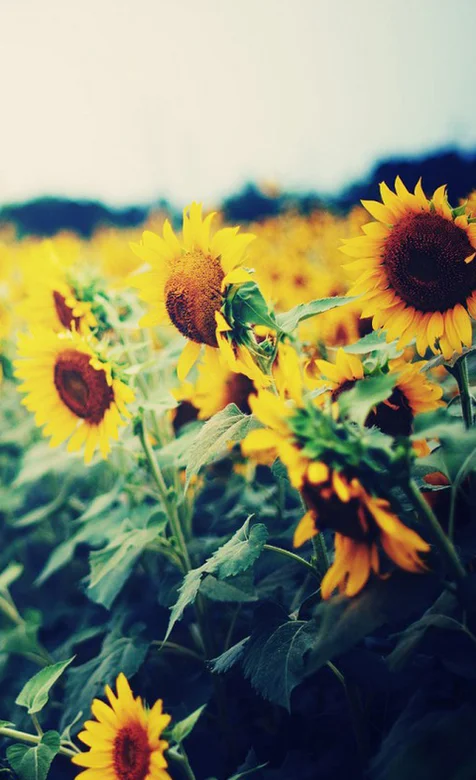 灿烂向日葵风景手机壁纸