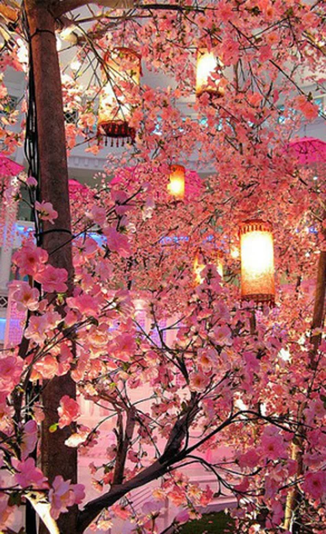 唯美樱花手机桌面