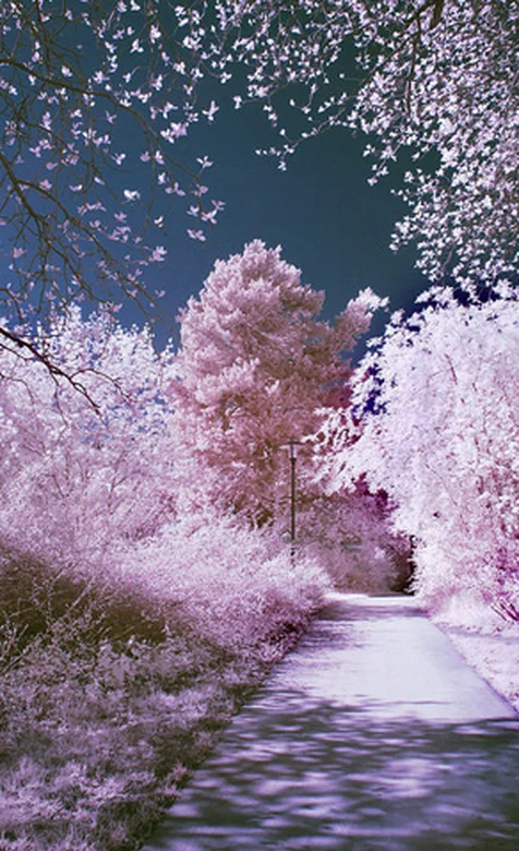 很有意境的粉色樱花树