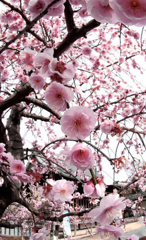 樱花季节手机桌面壁纸