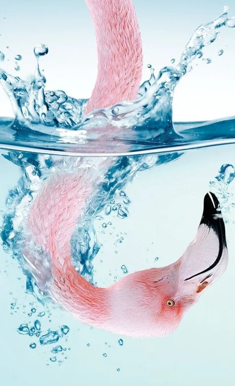 水中的鸟手机桌面背景下载