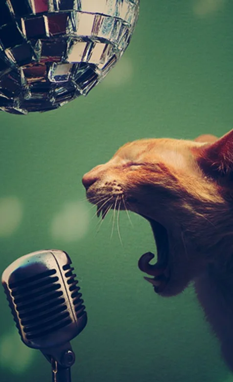 会唱歌的猫搞笑动物手机壁纸