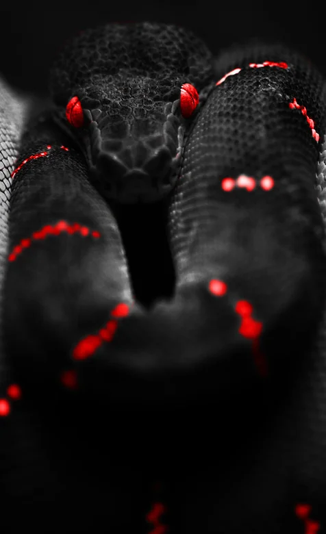 黑色的毒蛇特写高清手机壁纸