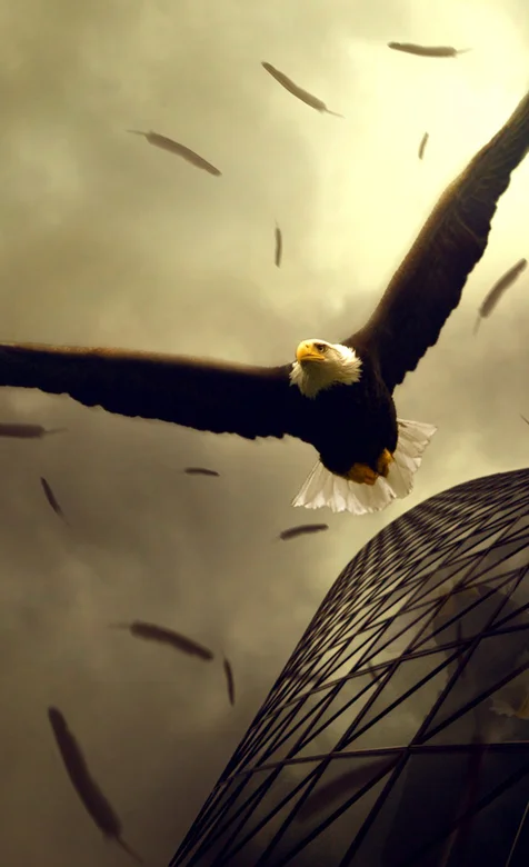 鹰的手机桌面壁纸下载