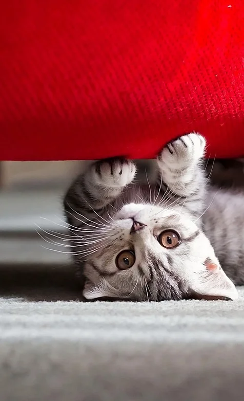 萌猫和沙发高清手机壁纸下载