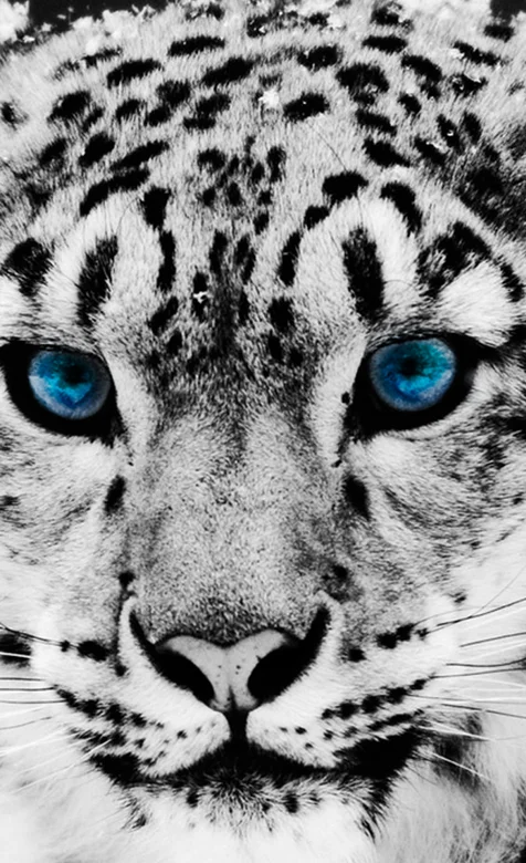 豹头特写手机壁纸下载