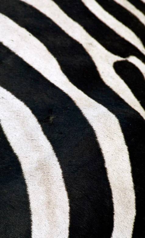 斑马的皮肤手机壁纸下载