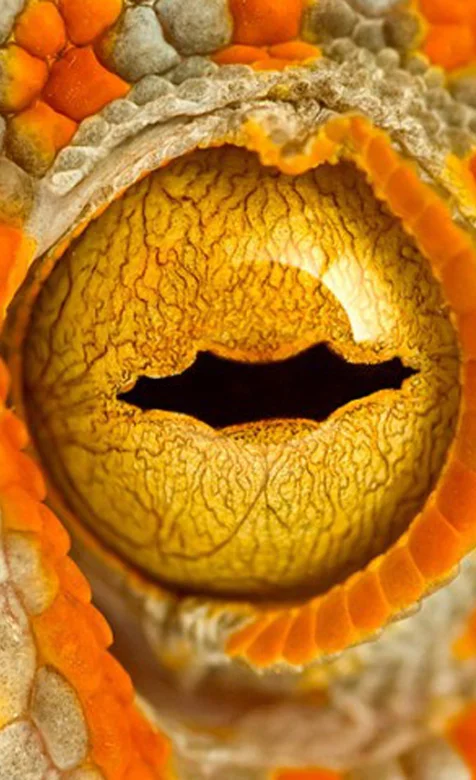 蜥蜴的眼睛手机壁纸下载