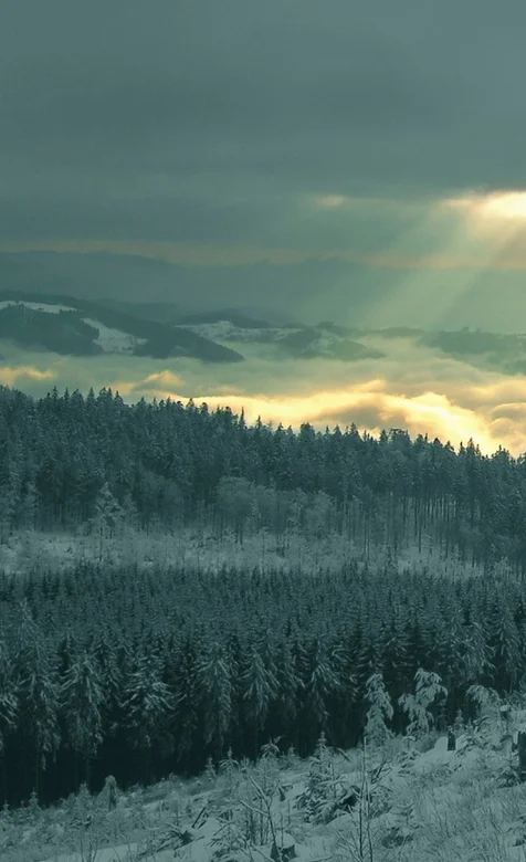 夕阳照在茂密的森林手机壁纸