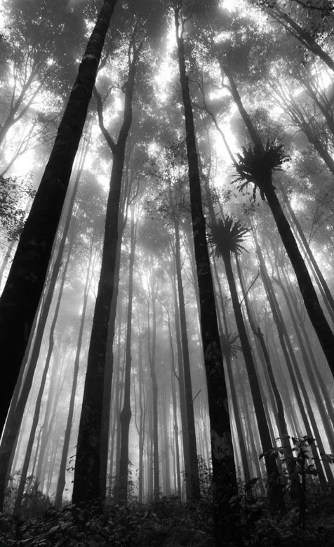 森林里参天的大树风景手机壁纸