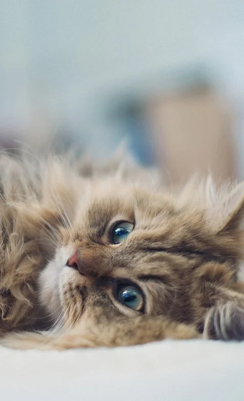 萌猫写真手机桌面壁纸