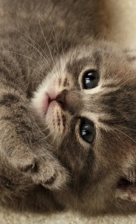 超萌的猫咪动物手机壁纸下载