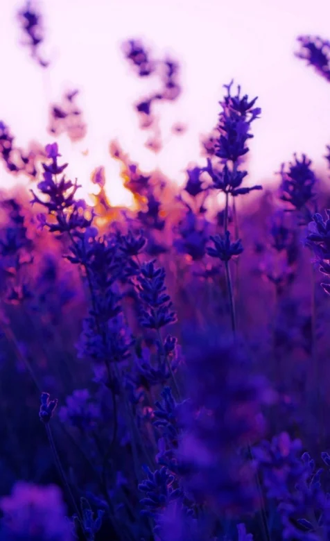 紫色花风景手机壁纸下载