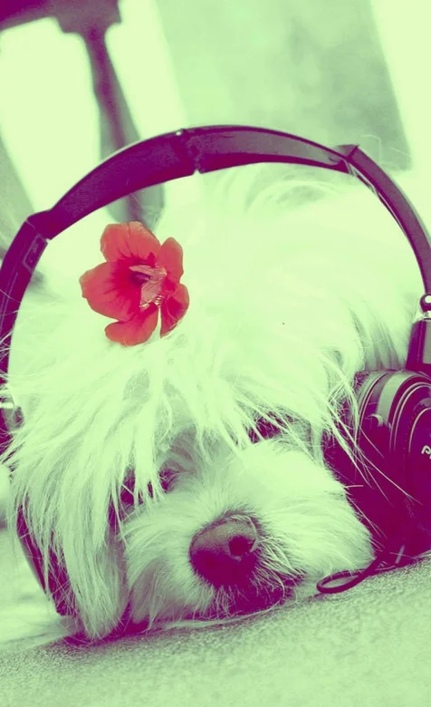 戴耳麦的狗狗手机桌面背景下载