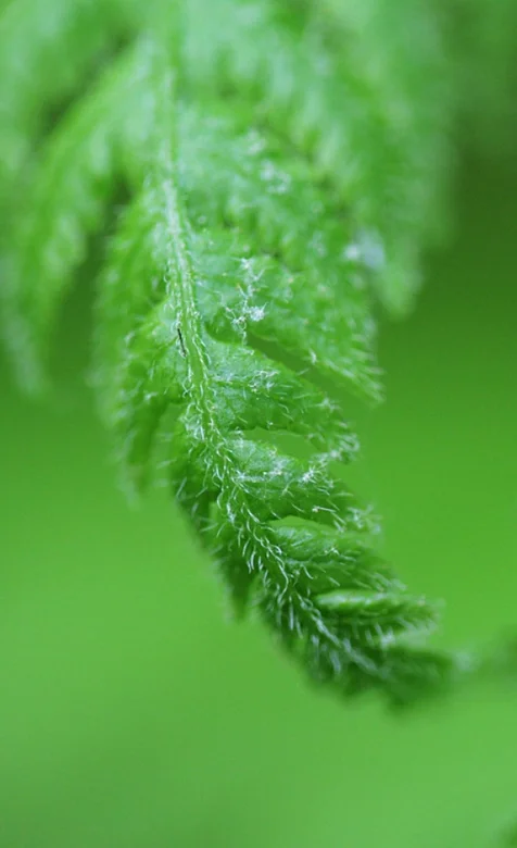 绿色的树叶手机壁纸