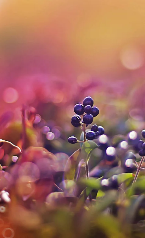 野果特写高清手机壁纸
