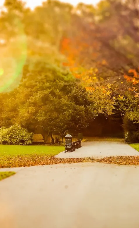 秋意浓浓的落叶