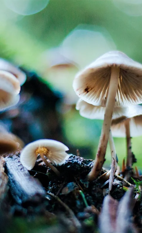 护眼小清新蘑菇壁纸