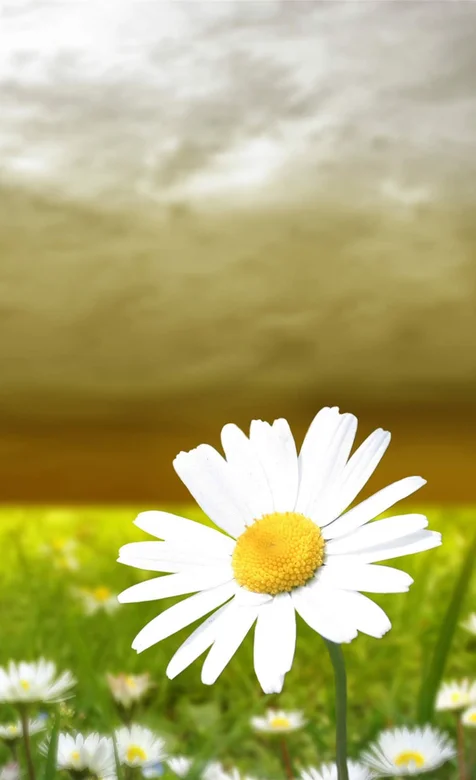 护眼野花手机壁纸下载