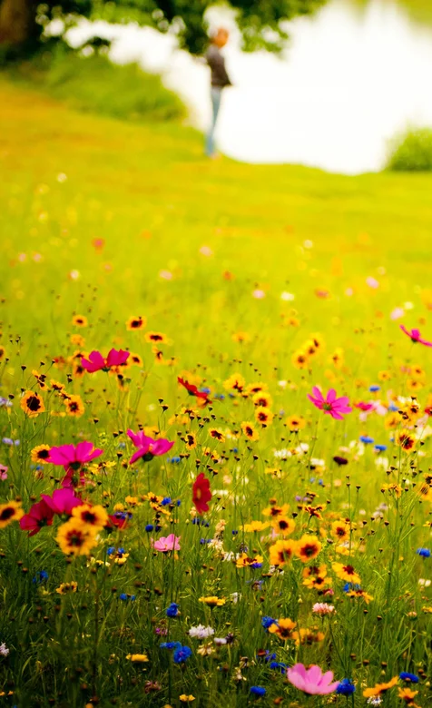 绿色护眼之草地上满地的野花手机壁纸