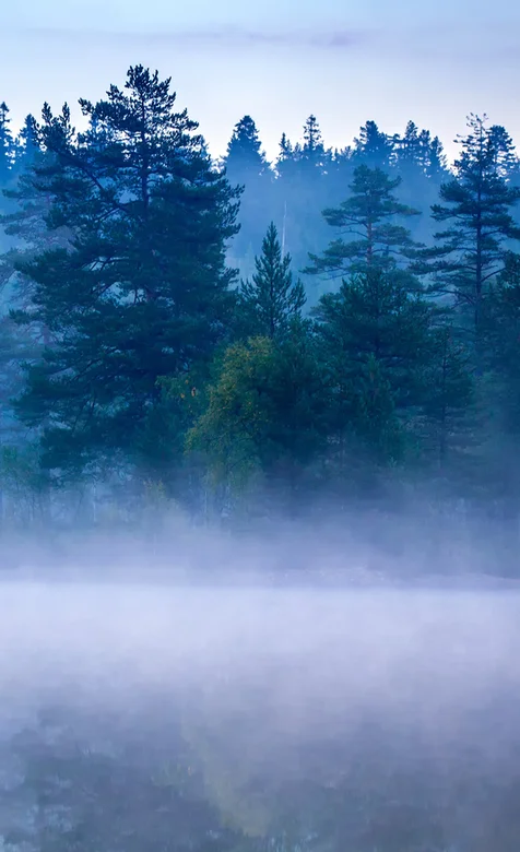 雾气漫天的松树林