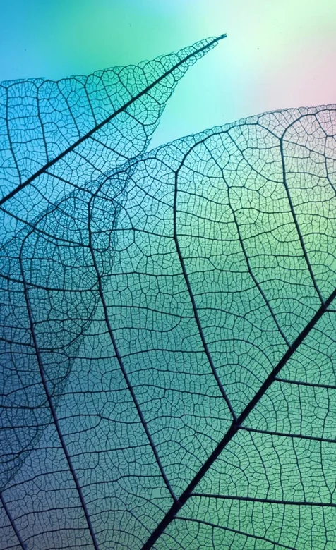 绿色的植物叶子高清手机壁纸