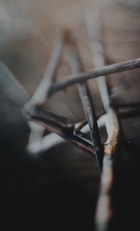 掉落的树枝特写手机壁纸