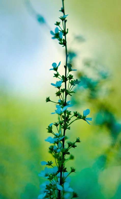 护眼植物手机壁纸下载
