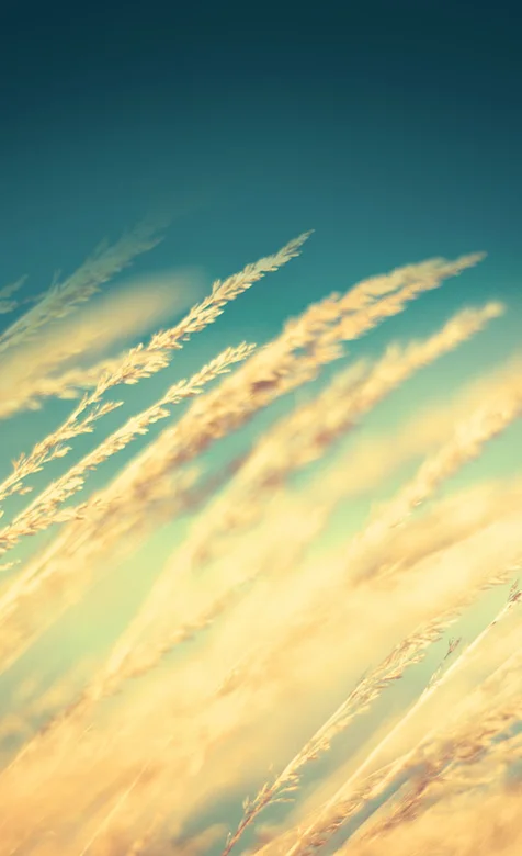 植物特写高清手机壁纸