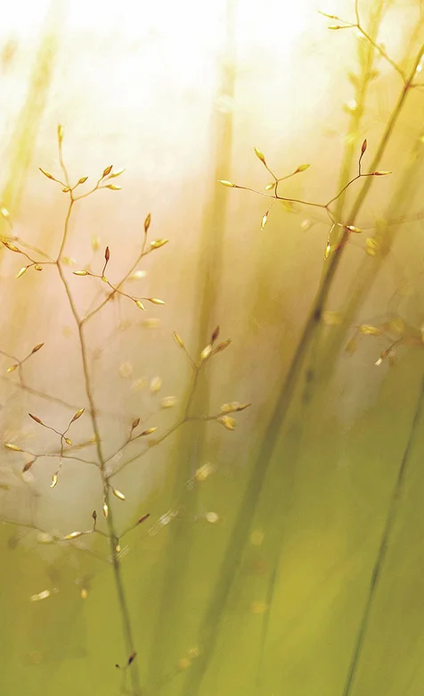 青青野外植物手机壁纸