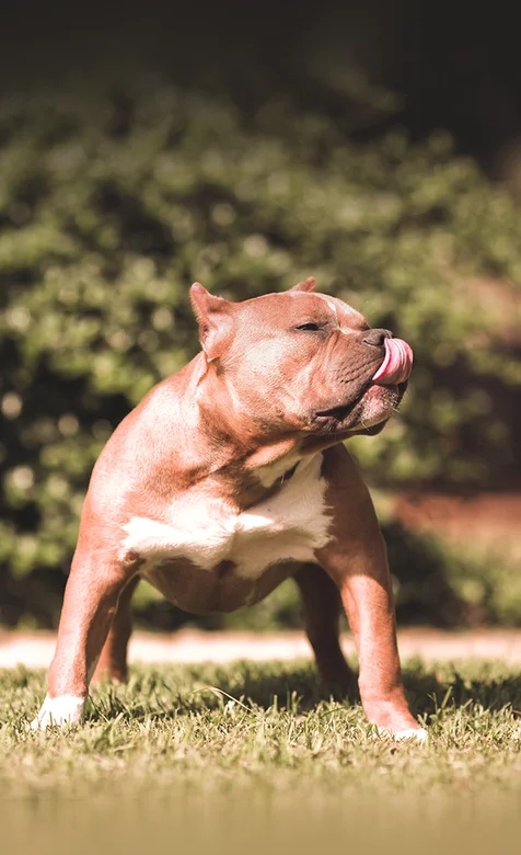 草地上彪悍的哈巴狗手机桌面