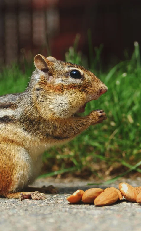 可爱小松鼠高清手机壁纸