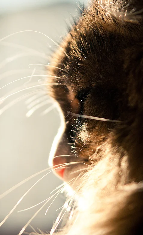 喵猫脸部近照高清动物手机壁纸