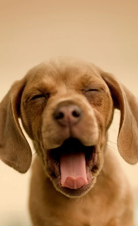 可爱的狗狗手机壁纸免费下载