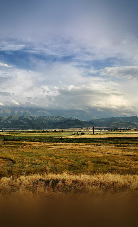 金色麦浪手机壁纸