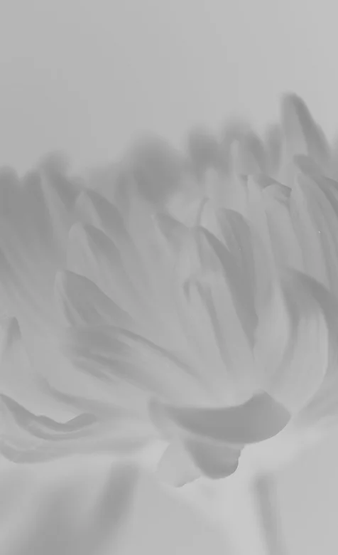 灰色曝光处理后的菊花手机背景