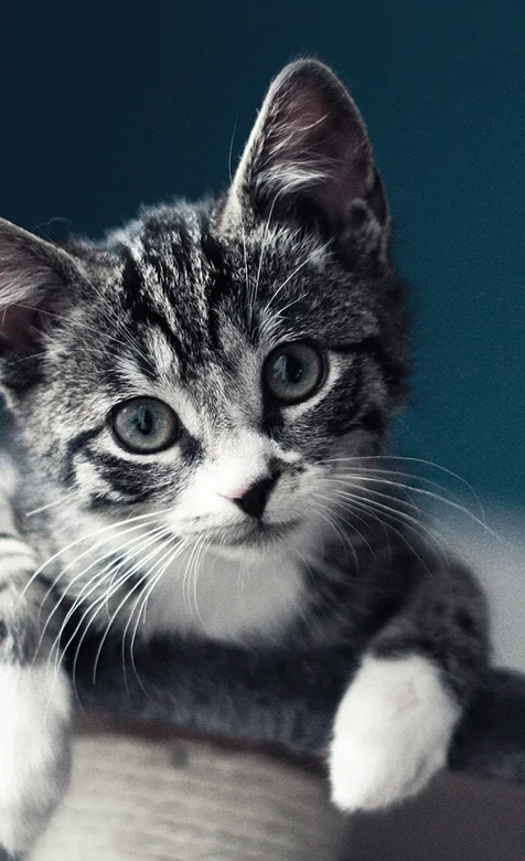 萌翻你的喵星人手机桌面