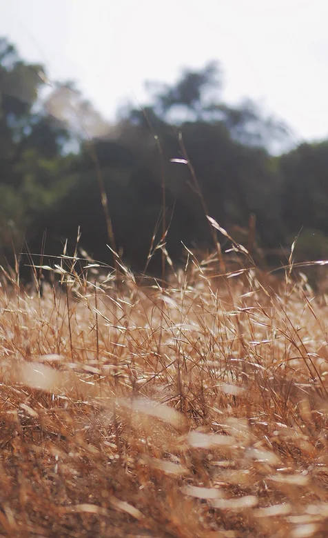片片的杂草手机壁纸