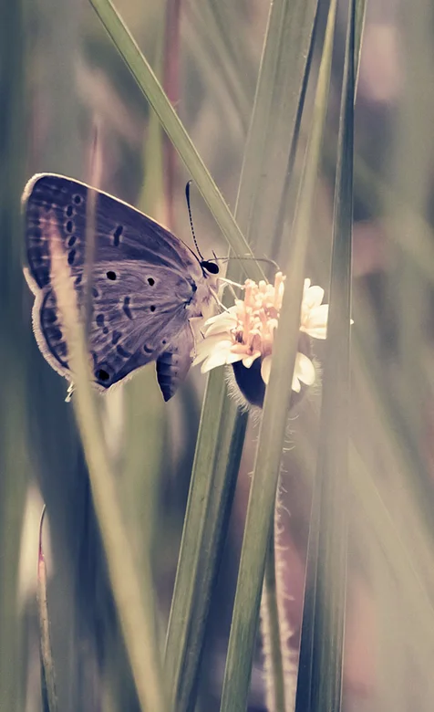 采花的蝴蝶特写手机壁纸