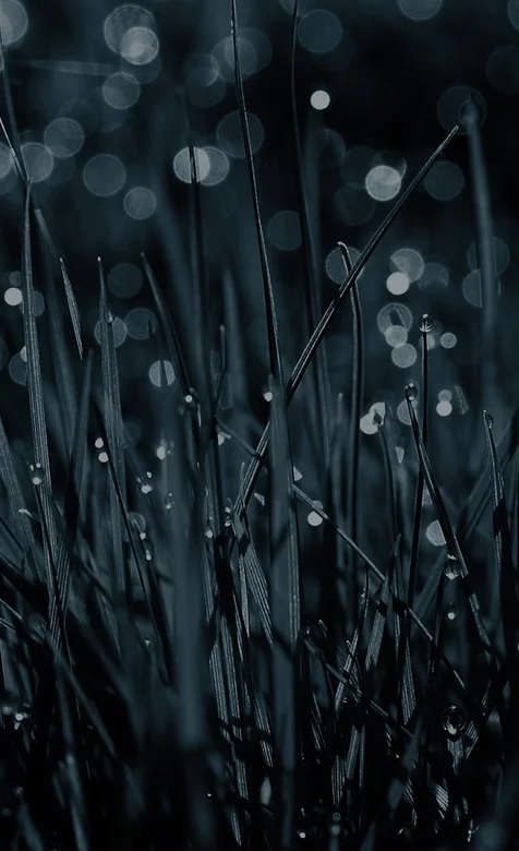 夜下打满露水的野草手机壁纸