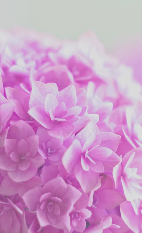 粉色花束高清IPHONE5手机壁纸