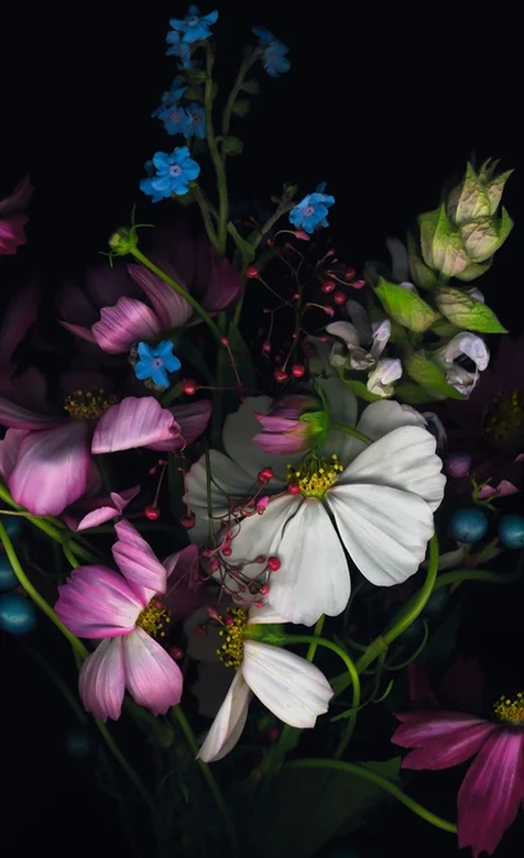 IOS8.0系列手机壁纸之高清鲜花特写