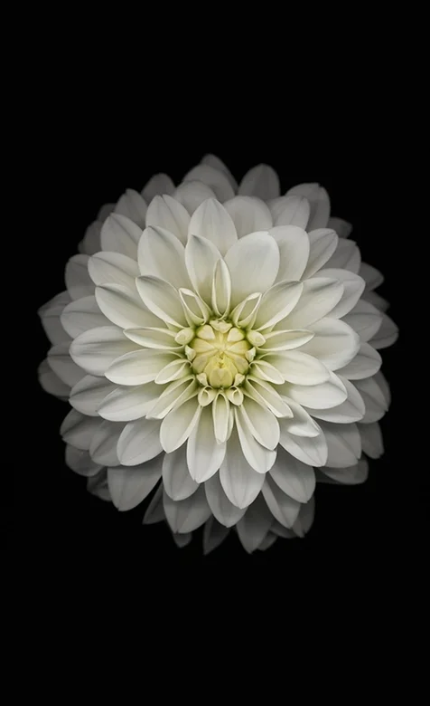 IOS8.0系列手机壁纸之白色雏菊