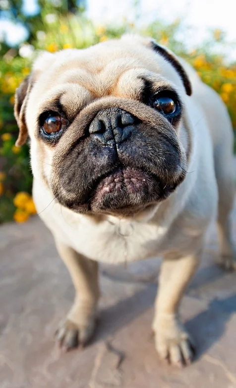 憨憨的沙皮犬高清手机壁纸