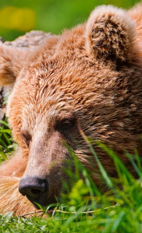 发呆中的萌熊手机桌面