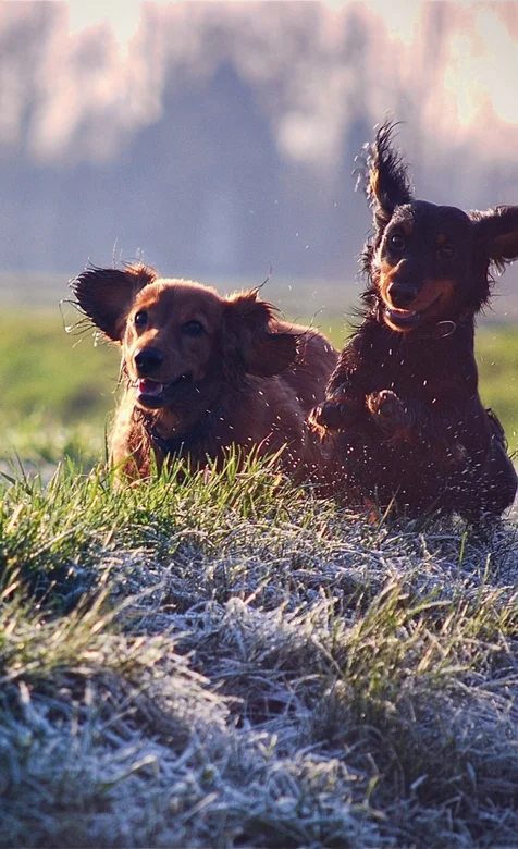 被冰冻住的狗狗憨态手机桌面