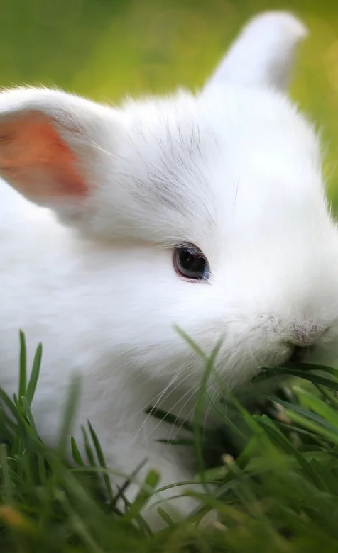 小白兔可爱手机壁纸